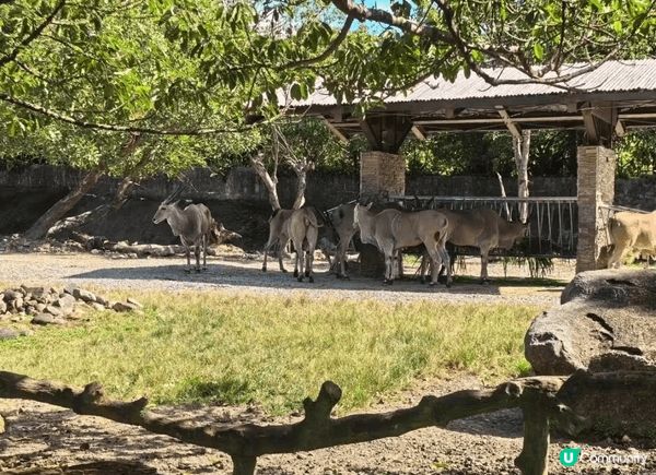 去台灣點可以唔去台北市立動物園，園區內有超過四百種動物，係東...