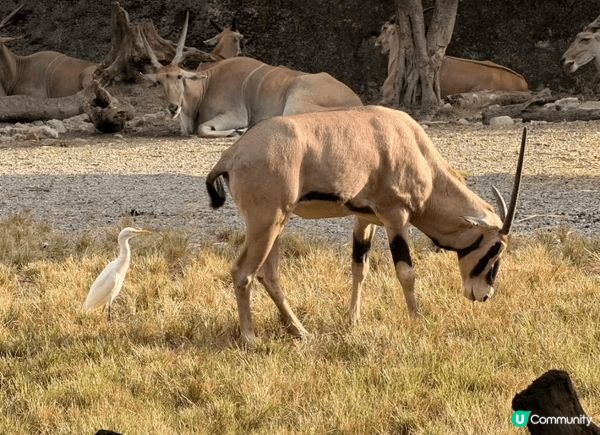去台灣點可以唔去台北市立動物園，園區內有超過四百種動物，係東...