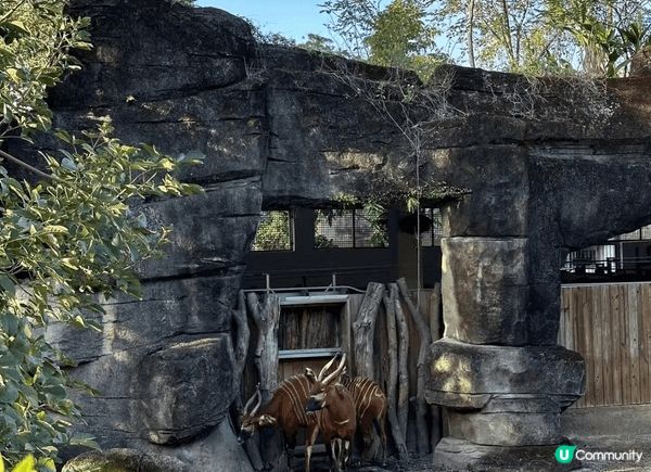 去台灣點可以唔去台北市立動物園，園區內有超過四百種動物，係東...