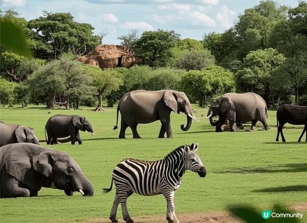 去台灣點可以唔去台北市立動物園，園區內有超過四百種動物，係東...