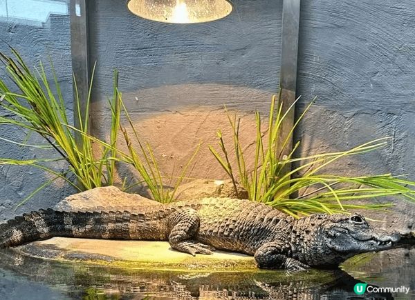 去台灣點可以唔去台北市立動物園，園區內有超過四百種動物，係東...