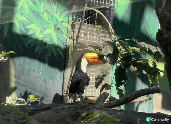 去台灣點可以唔去台北市立動物園，園區內有超過四百種動物，係東...