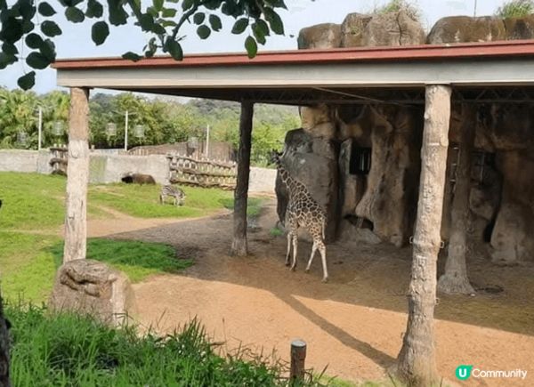 去台灣點可以唔去台北市立動物園，園區內有超過四百種動物，係東...
