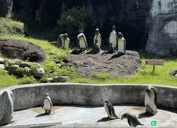 去台灣點可以唔去台北市立動物園，園區內有超過四百種動物，係東...
