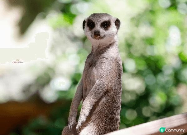 去台灣點可以唔去台北市立動物園，園區內有超過四百種動物，係東...