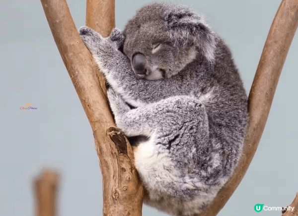 去台灣點可以唔去台北市立動物園，園區內有超過四百種動物，係東...