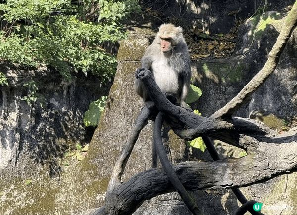 去台灣點可以唔去台北市立動物園，園區內有超過四百種動物，係東...