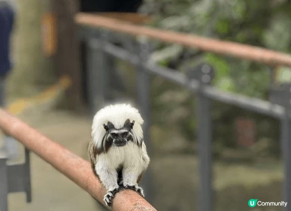 去台灣點可以唔去台北市立動物園，園區內有超過四百種動物，係東...