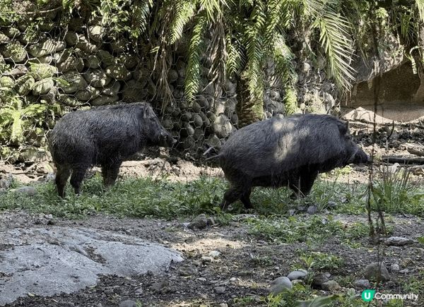 去台灣點可以唔去台北市立動物園，園區內有超過四百種動物，係東...