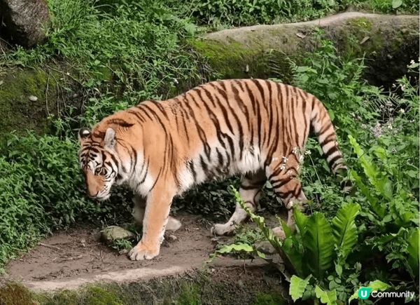 去台灣點可以唔去台北市立動物園，園區內有超過四百種動物，係東...