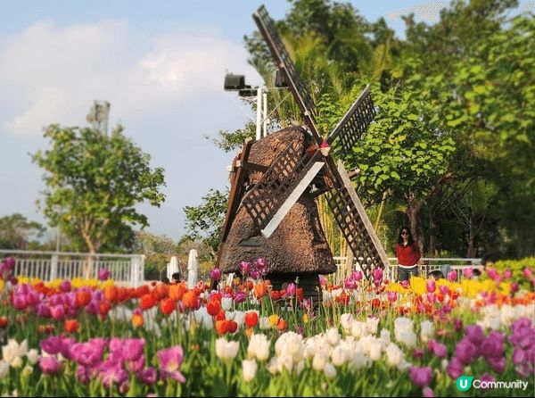 大埔白鷺湖影鬱金香，自然不能錯過， 有著漂亮的花海鬱金香~花...