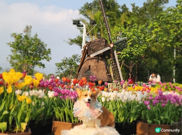 大埔白鷺湖影鬱金香，自然不能錯過， 有著漂亮的花海鬱金香~花...