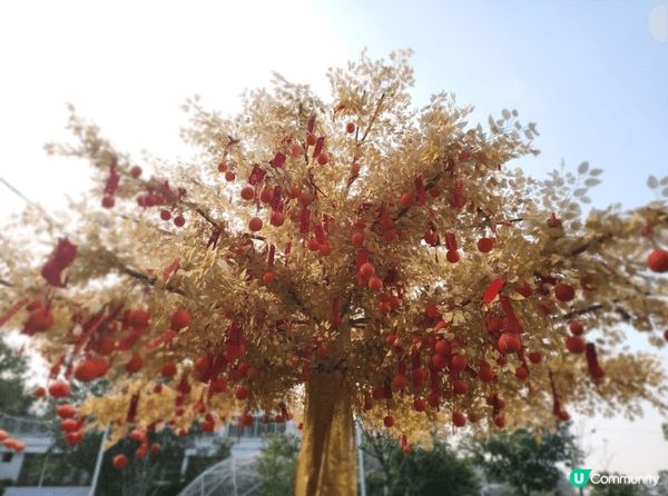 大埔白鷺湖影鬱金香，自然不能錯過， 有著漂亮的花海鬱金香~花...