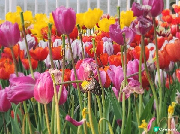 大埔白鷺湖影鬱金香，自然不能錯過， 有著漂亮的花海鬱金香~花...
