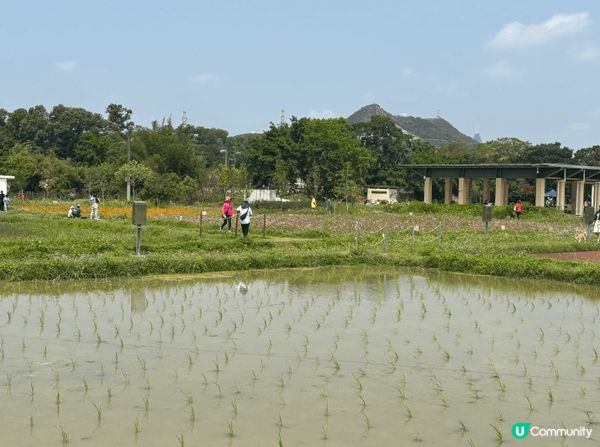 想推介的地方是塱原自然生態公園。塱原是一大片具有高生態價值的...