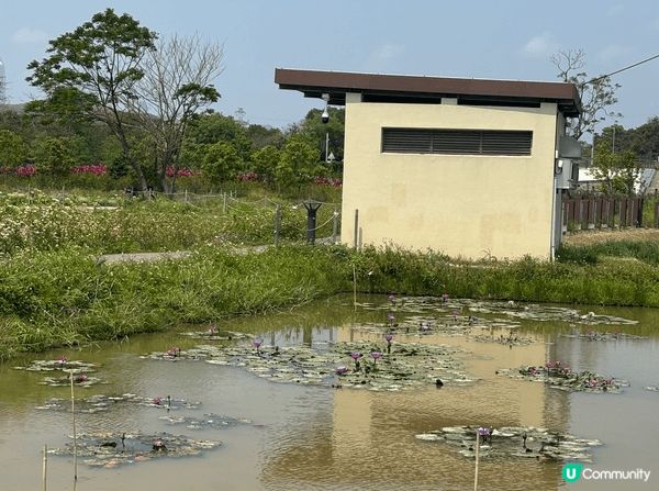 想推介的地方是塱原自然生態公園。塱原是一大片具有高生態價值的...