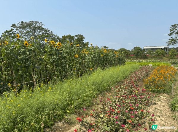 想推介的地方是塱原自然生態公園。塱原是一大片具有高生態價值的...