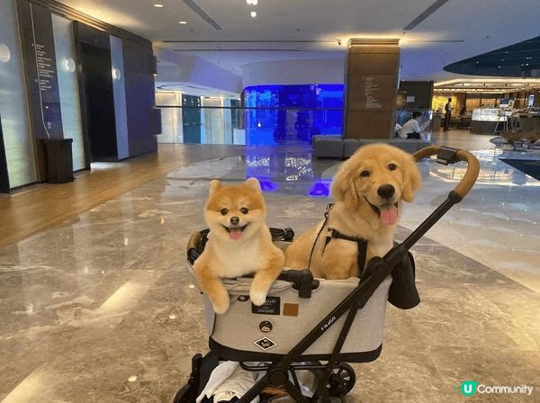 📸 Pet friendly 好去處大集合！