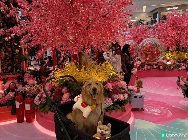 📸 Pet friendly 好去處大集合！