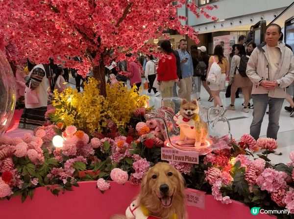 📸 Pet friendly 好去處大集合！