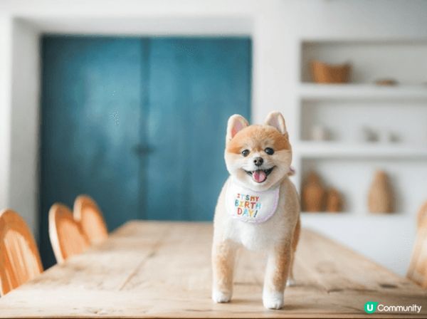 📸 Pet friendly 好去處大集合！