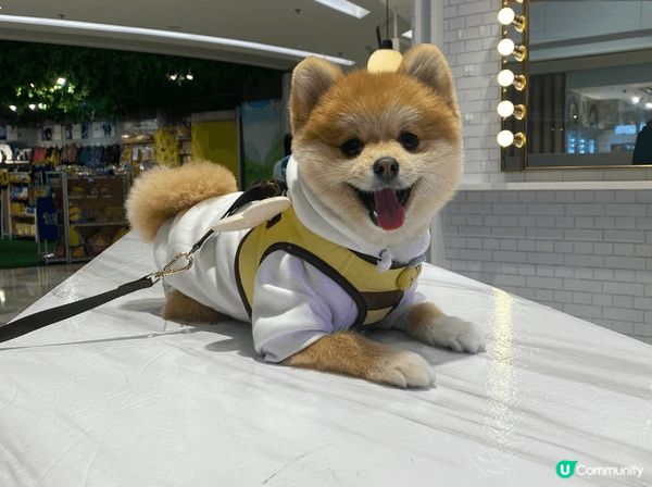 📸 Pet friendly 好去處大集合！