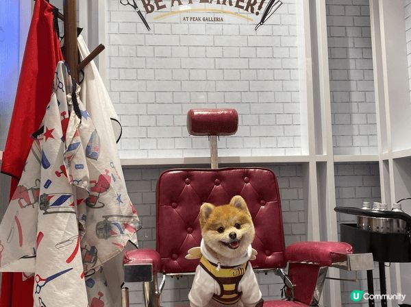 📸 Pet friendly 好去處大集合！