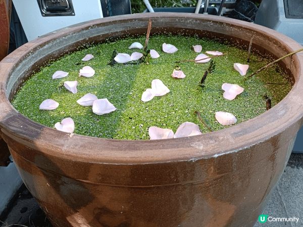 五指毛桃燉湯好喝，番茄炒椰菜花味道家常，餃子軟糯且餡料豐富，...