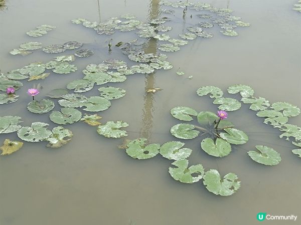 微熱的周日上午，有來自濕地公園的幾位義工來導賞塱原自然生態公...