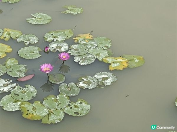 微熱的周日上午，有來自濕地公園的幾位義工來導賞塱原自然生態公...