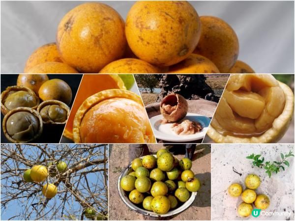 您在納米比亞見過“猴橙果”嗎？