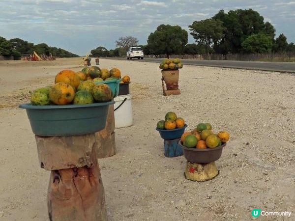 您在納米比亞見過“猴橙果”嗎？