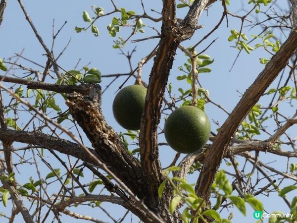 您在納米比亞見過“猴橙果”嗎？