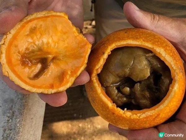 您在納米比亞見過“猴橙果”嗎？