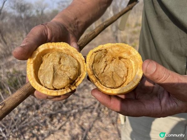 您在納米比亞見過“猴橙果”嗎？