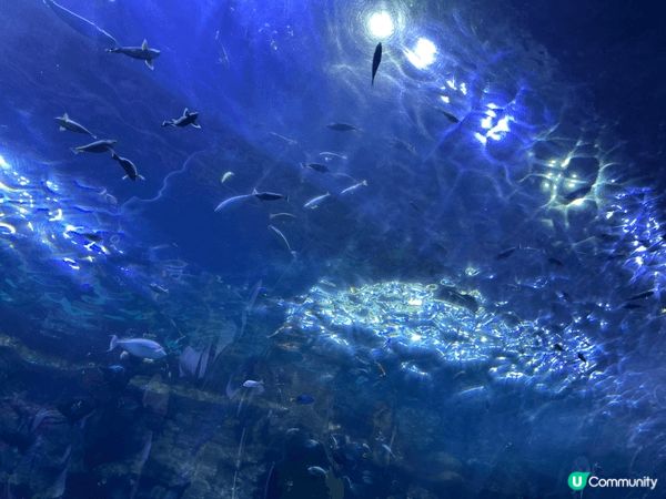 一家人短途旅行好地方-珠海長隆海洋王國，入面有機動遊戲適合大...