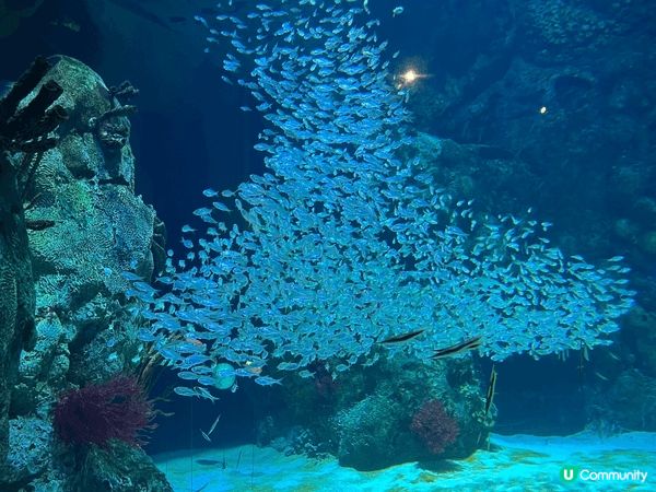 一家人短途旅行好地方-珠海長隆海洋王國，入面有機動遊戲適合大...