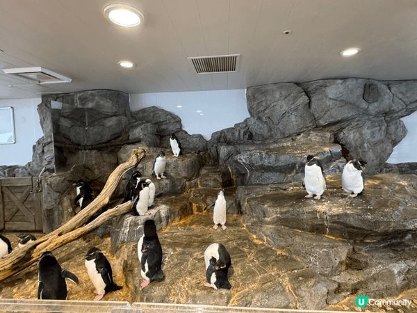 今次要介紹的是位於大阪市的海遊館，樓高8層，展區劃分不同區域...