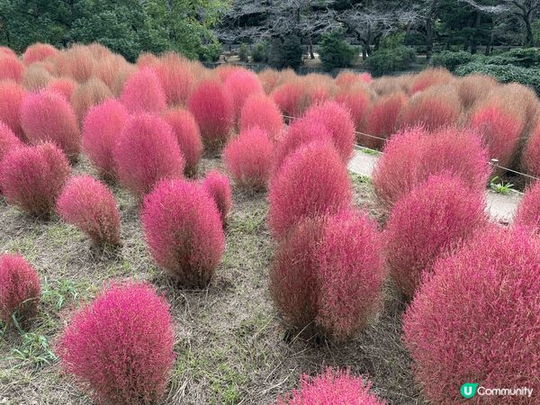 10月份去了東京昭和紀念公園，有靚靚粉紅色掃把草，樹葉開會變...