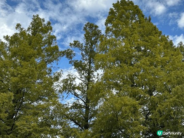 10月份去了東京昭和紀念公園，有靚靚粉紅色掃把草，樹葉開會變...