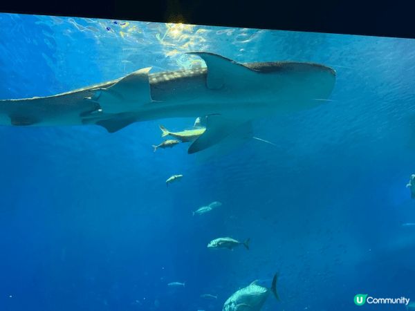 美麗海水族館喺沖繩本部町，係好出名又靚嘅景點。入到去最大亮點...