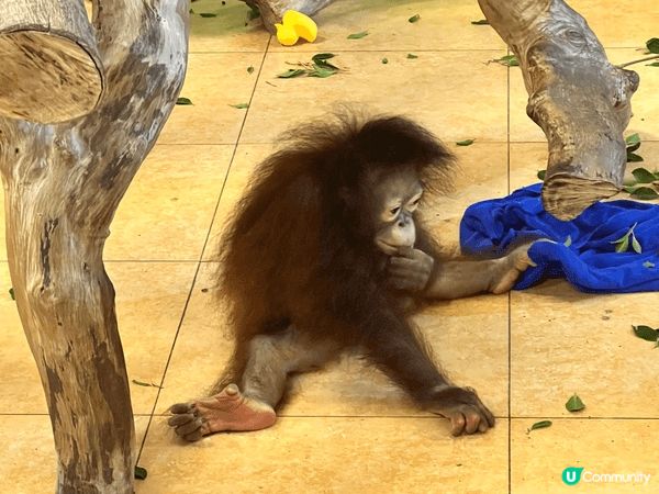 去了廣州長隆動物園，天氣不太熱，也去了大佛寺，很漂亮。