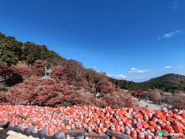 漫山的深紅紅葉與海量的達摩形成一副靓麗的風景