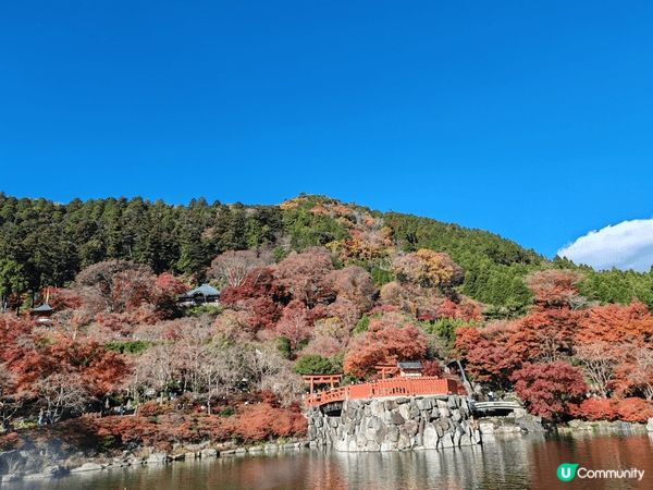 漫山的深紅紅葉與海量的達摩形成一副靓麗的風景