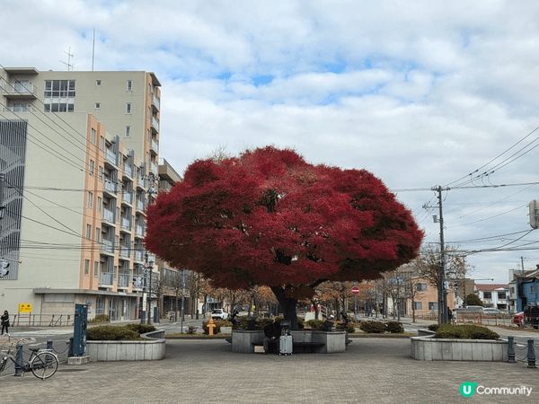 札幌係一個可以滿足好多願望嘅地方，無論係欣賞海景，睇红葉，享...