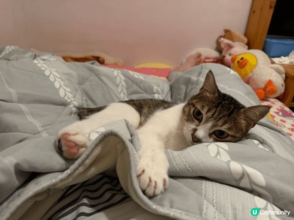 我嘅BB就係我嘅貓貓🐈‍⬛ 佢係本地陀地靚仔「細佬」呀！佢細...