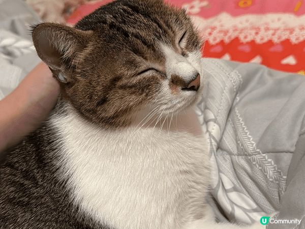 我嘅BB就係我嘅貓貓🐈‍⬛ 佢係本地陀地靚仔「細佬」呀！佢細...