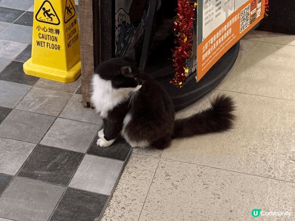 我嘅BB就係我嘅貓貓🐈‍⬛ 佢係本地陀地靚仔「細佬」呀！佢細...