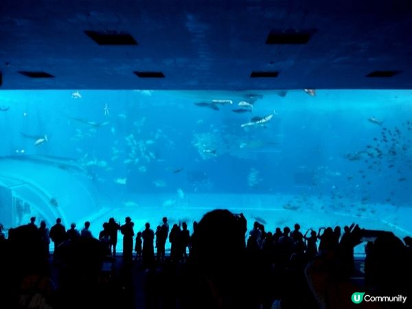 每次去沖繩，都必須去水族館望一望呢條鯨鯊。
