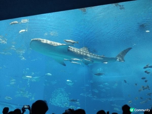 每次去沖繩，都必須去水族館望一望呢條鯨鯊。